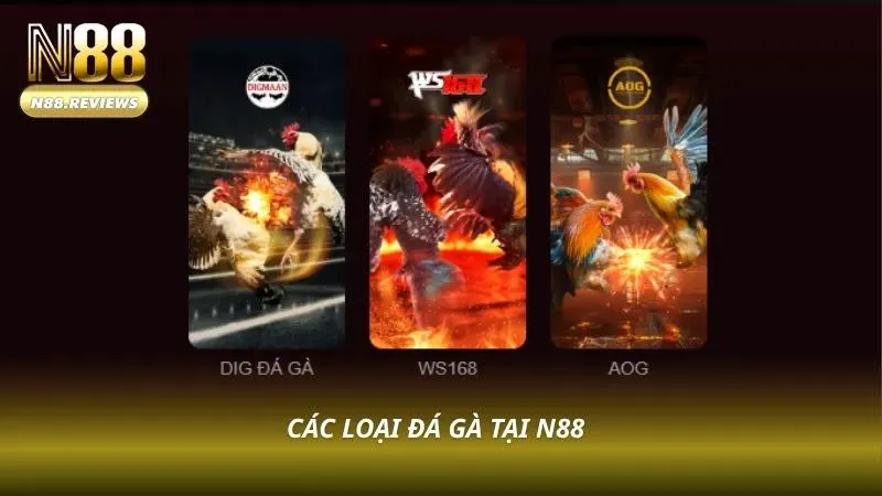 Đá Gà N88 Nhiều hình thức đá gà hấp dẫn tại sảnh cược