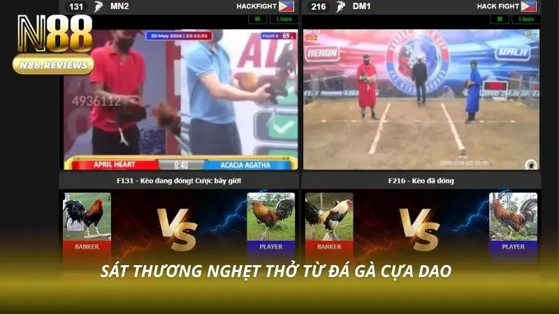 Đá Gà N88 Khoảnh khắc giao đấu cựa dao kịch tính