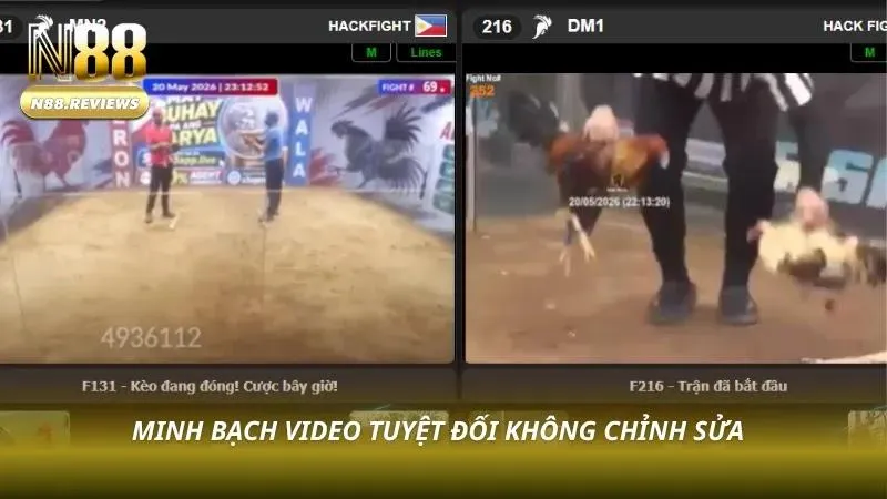 Đá Gà N88 Video quay chậm toàn cảnh trận đấu thực tế