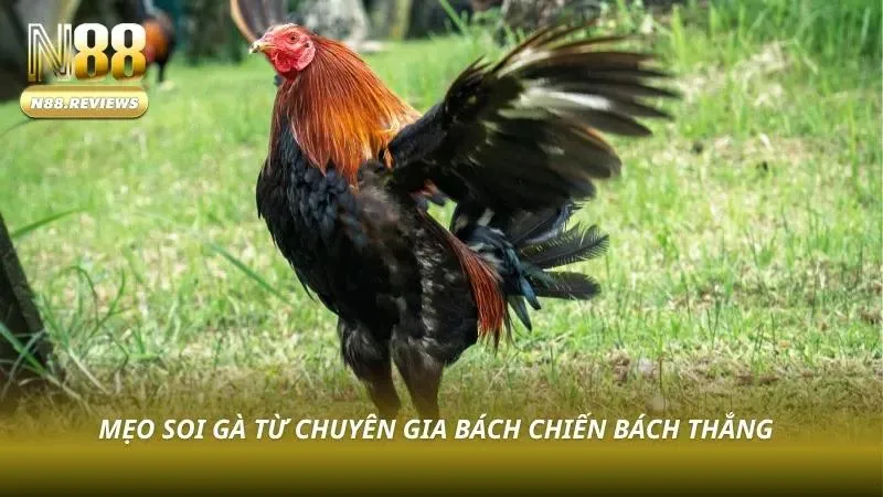 Đá Gà N88 Chuyên gia phân tích chiến kê trước trận đấu